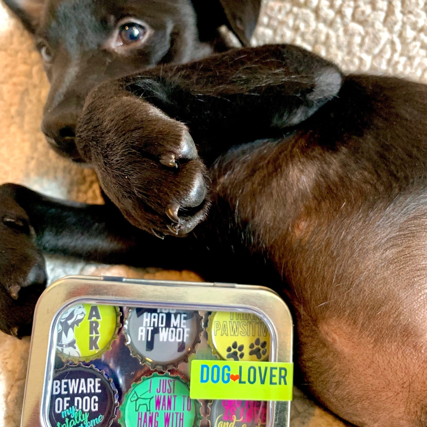 Bottle Cap Magnets - Dog Lover