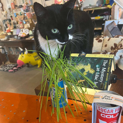 Vintage Beverage Can Cat Grass Kit