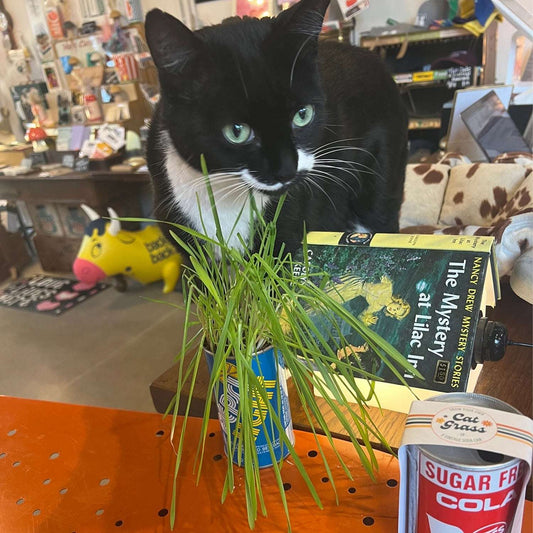 Vintage Beverage Can Cat Grass Kit